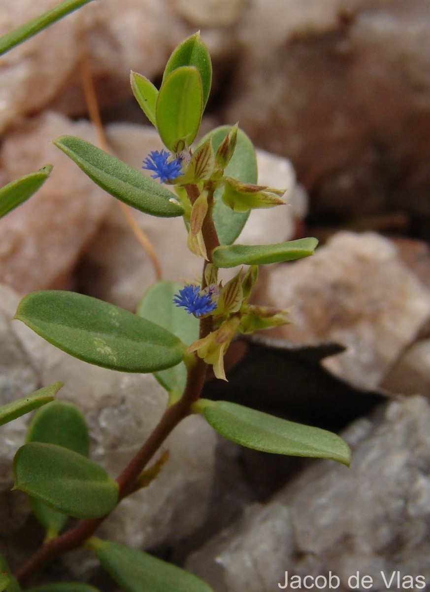Polygala telephioides Willd. LC